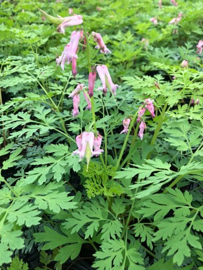 Close-up of light pink heart-shaped flowers which rise above lacy, green foliage