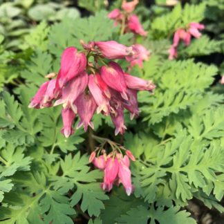 luxuriant dicentra