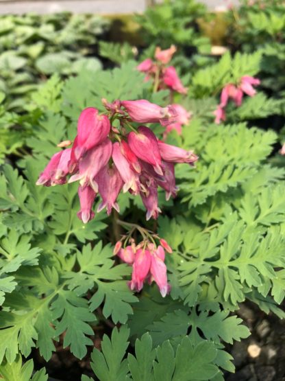 Close-up of pink heart-shaped flowers which rise above lacy, green foliage