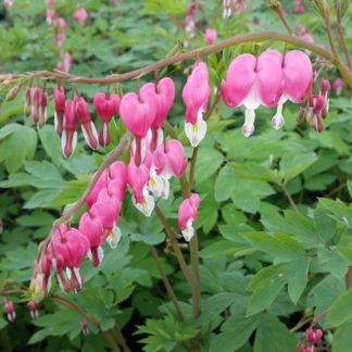 Pink heart-shaped flowers with white centers bloom along branches which rise above green foliage