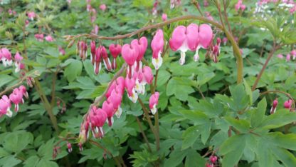 Pink heart-shaped flowers with white centers bloom along branches which rise above green foliage