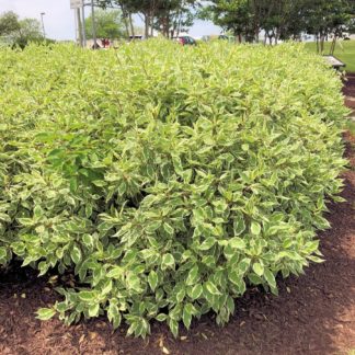 Mature shrubs with white and green variegated leaves in garden