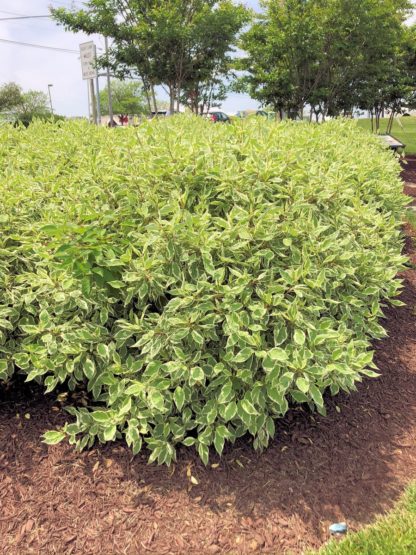 Mature shrubs with white and green variegated leaves in garden