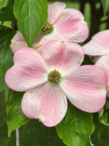 Close-up of pink flowers with green centers