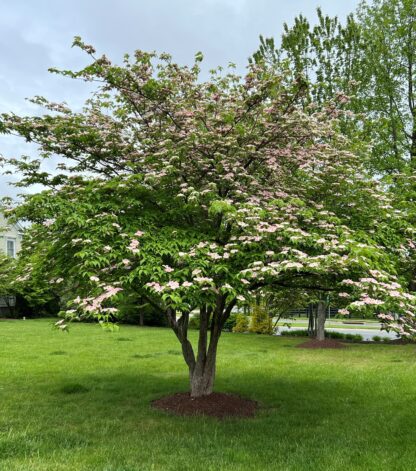 Mature flowering tree with green leaves, pink flowers and multiple trunks in lawn