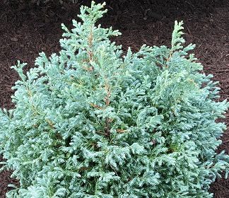 Dwarf Evergreens