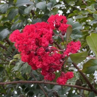Crape Myrtle Dynamite®