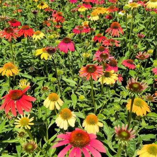 Meadow of red, yellow, white, pink and orange coneflowers
