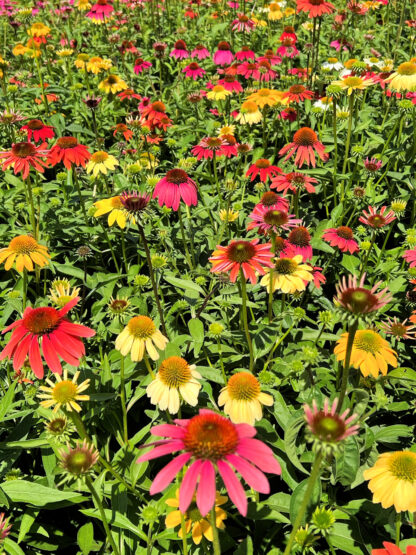 Meadow of red, yellow, white, pink and orange coneflowers