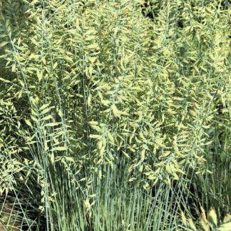 Blue grass blades with blue-green seed heads blooming above foliage