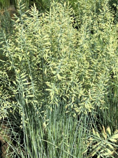 Blue grass blades with blue-green seed heads blooming above foliage