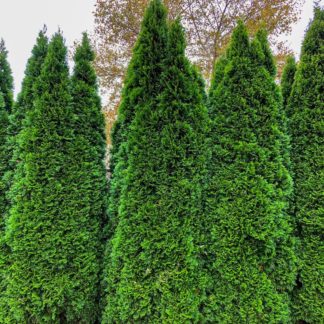 Row of mature, tall, narrow evergreen trees