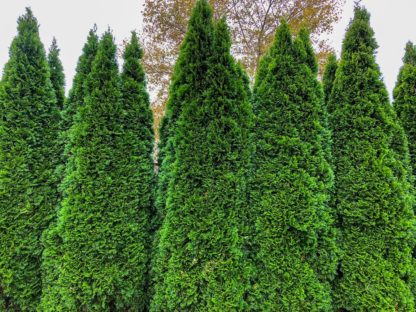 Row of mature, tall, narrow evergreen trees