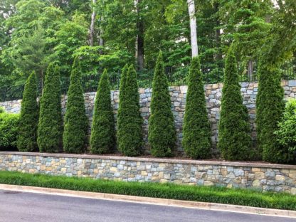 Row of tall, narrow evergreen trees by stone wall