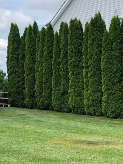 Row of tall, mature, evergreen trees in lawn next to white house