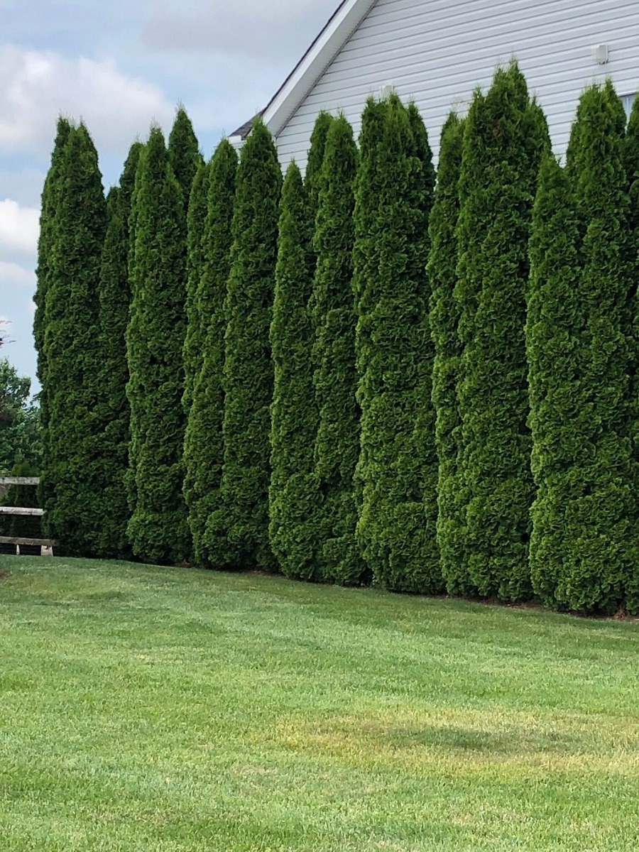 3-4 ft Developed Trees with Advanced Root Systems Emerald Green Arborvitae Evergreen Trees Perfect for Privacy Brighter Blooms Large - No Shipping to AZ 