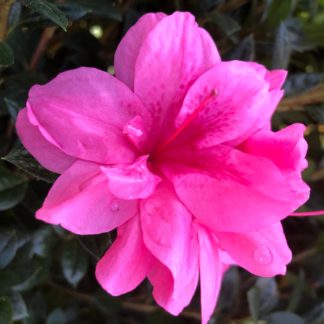 Close-up of pink flowers surrounded by small green leaves