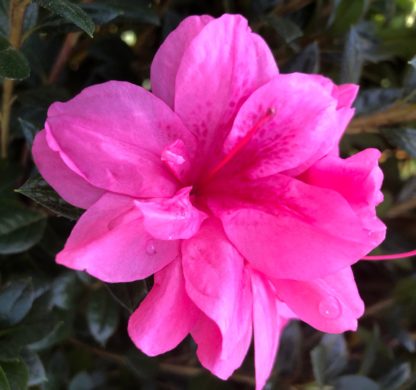 Close-up of pink flowers surrounded by small green leaves