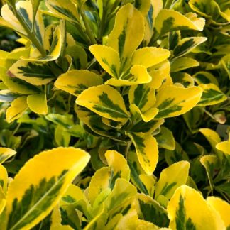 Close-up of yellow and green variegated leaves