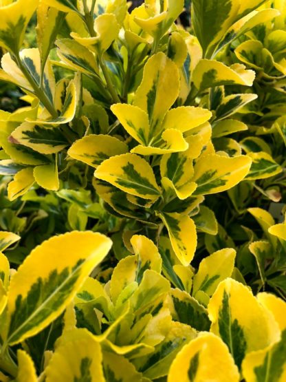 Close-up of yellow and green variegated leaves