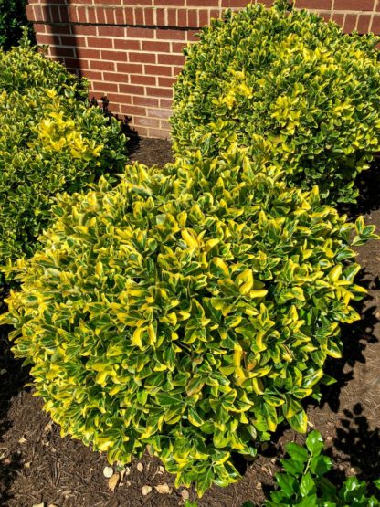 Small, round shrubs with yellow and green variegated leaves planted in front of brick wall
