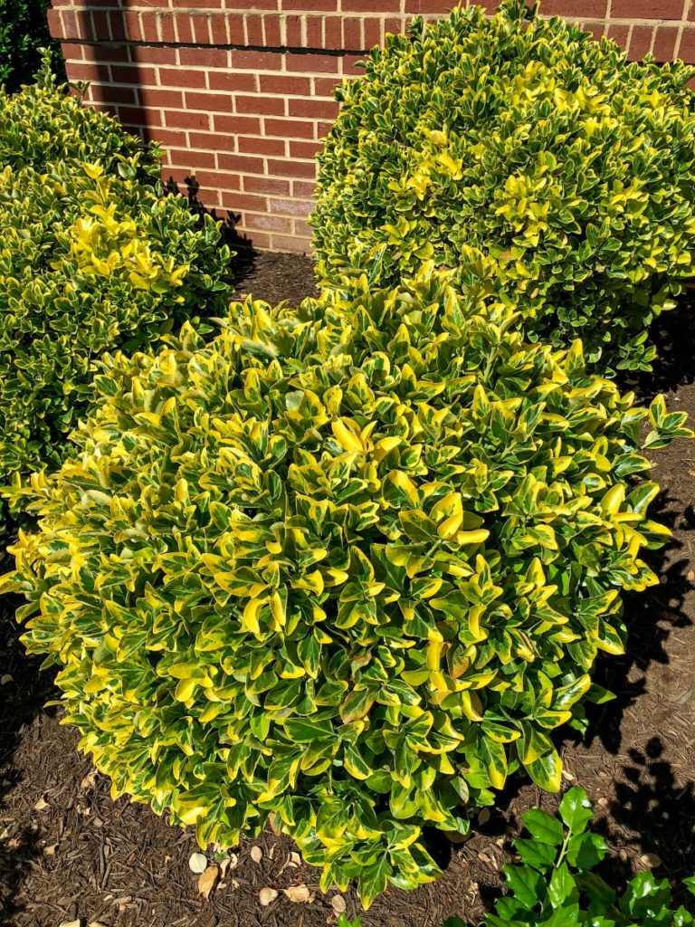 Buy Golden Euonymus Plants Online Stadler Nurseries