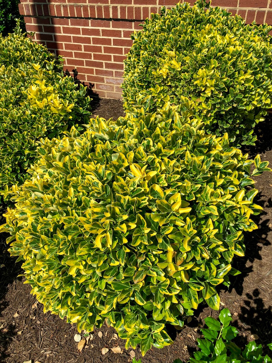 Image of Golden euonymus in fall