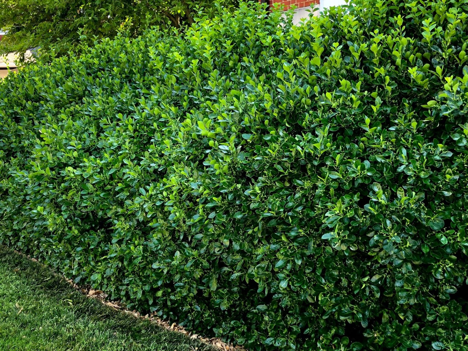 Buy Manhattan Euonymus Plants Online Stadler Nurseries