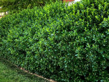 Hedge of green shrubs with shiny, round leaves