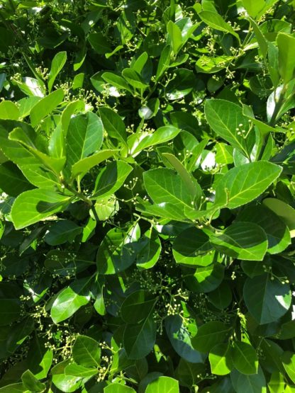 Close-up of light-green, shiny, round leaves