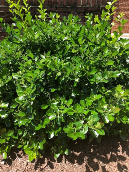 Shrub with shiny green leaves planted in front of a building