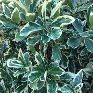 Detail of shiny, round green and cream variegated leaves