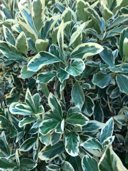 Detail of shiny, round green and cream variegated leaves