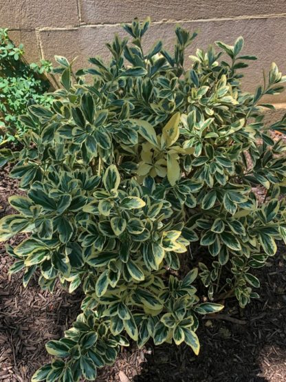 Close-up of small shrub with green and cream variegated leaves in front of stone wall