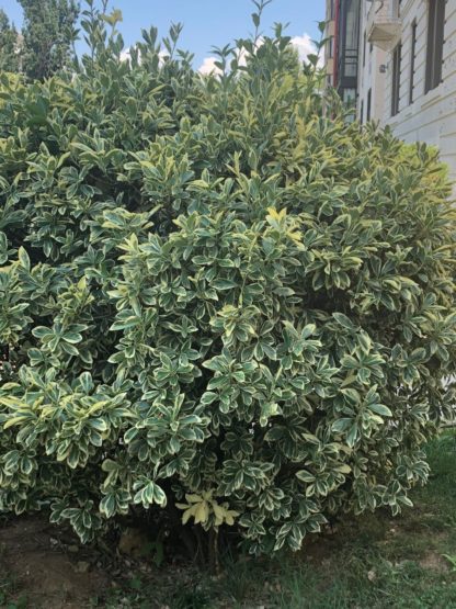 Large shrub with green and white variegated leaves in lawn