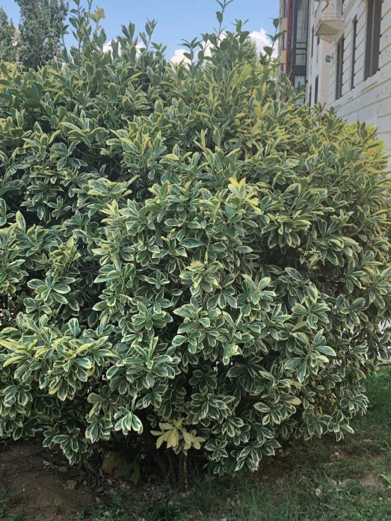 Buy Silver King Euonymus Plants Online Stadler Nurseries