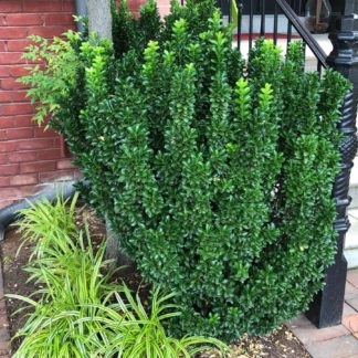 greenspire euonymus by staircase