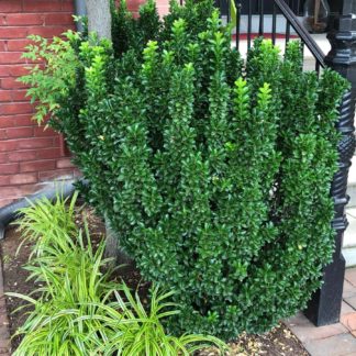 Upright shrub growing next to black iron railing in garden with small green and yellow grasses