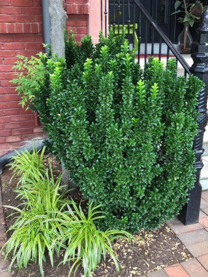 Upright shrub growing next to black iron railing in garden with small green and yellow grasses