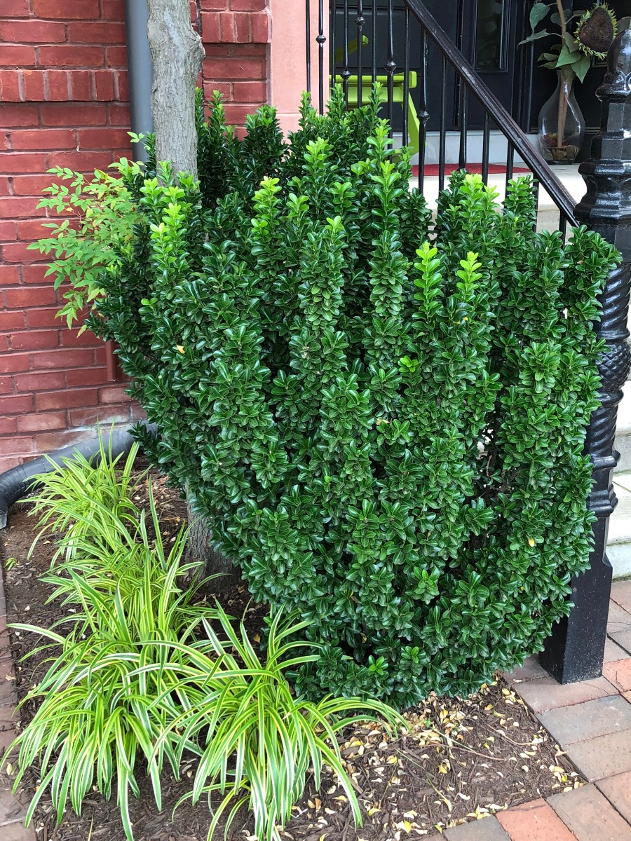 euonymus green spire