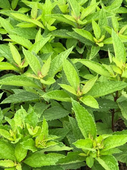 Close-up of light-green leaves