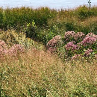 gateway eupatorium