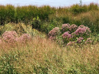 gateway eupatorium