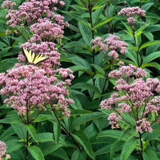 Yellow butterfly resting on large pink flowers surrounded by upright branches with green leaves in meadow