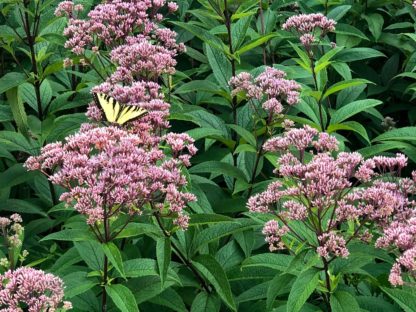 Yellow butterfly resting on large pink flowers surrounded by upright branches with green leaves in meadow