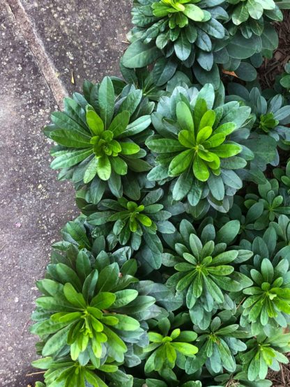 Dark green euphorbia plant foliage planted near a walkway