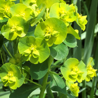 Green-yellow euphorbia plant flowers blooming on a green stem with dark green leaves