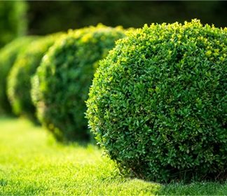 Evergreen Shrubs