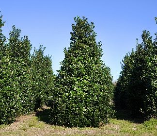 Buy Evergreen Trees