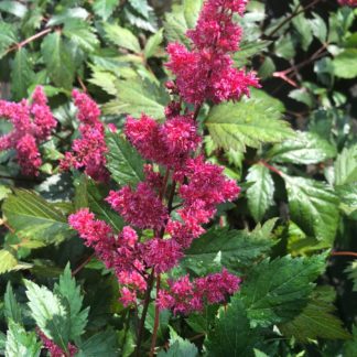Plumes of red flowers rising above green leaves